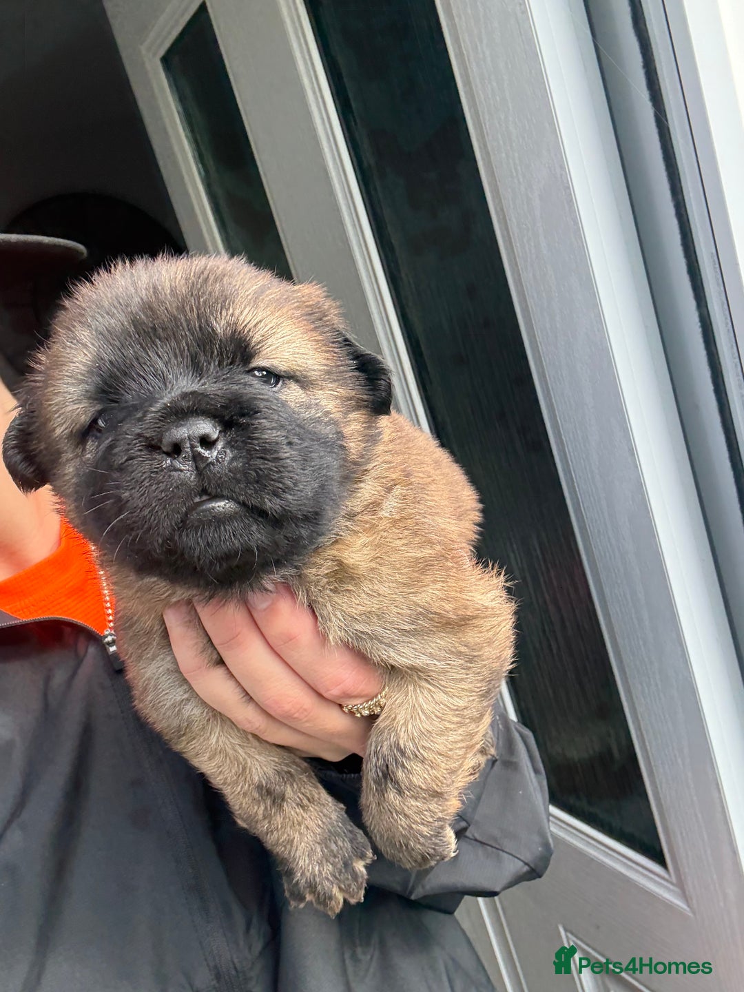 Mixed Breed dogs for sale: Frenchie X Chow Chow  - Image 1