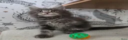Maine Coon cats for sale: Outstanding quality Tica reg Mainecoon  - Advert 29