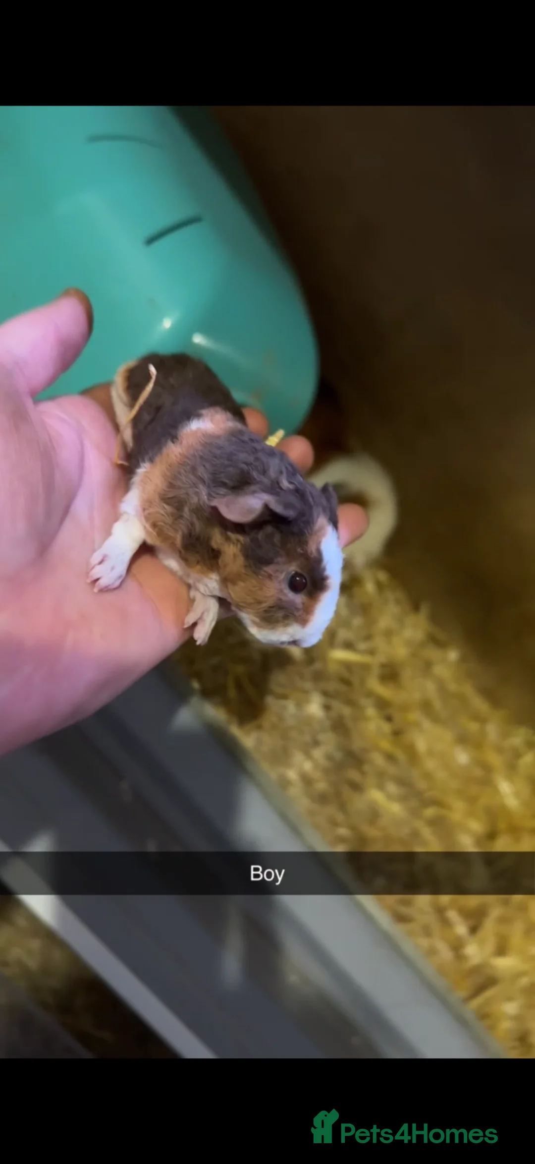 Guinea Pig rodents for sale: Guinea pig teddy boars  - Advert 1