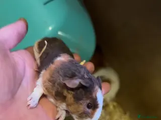 Guinea Pig rodents Guinea pig teddy boars - Advert 14