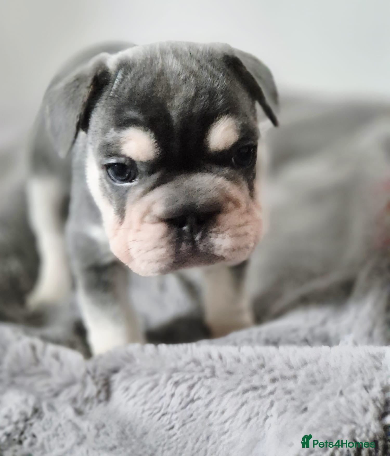 French Bulldog dogs French bulldogs  - Advert 5