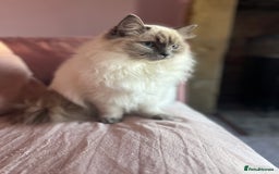 Ragdoll cats for sale: Looking for a 5 star home for my two ragdolls - Image 4