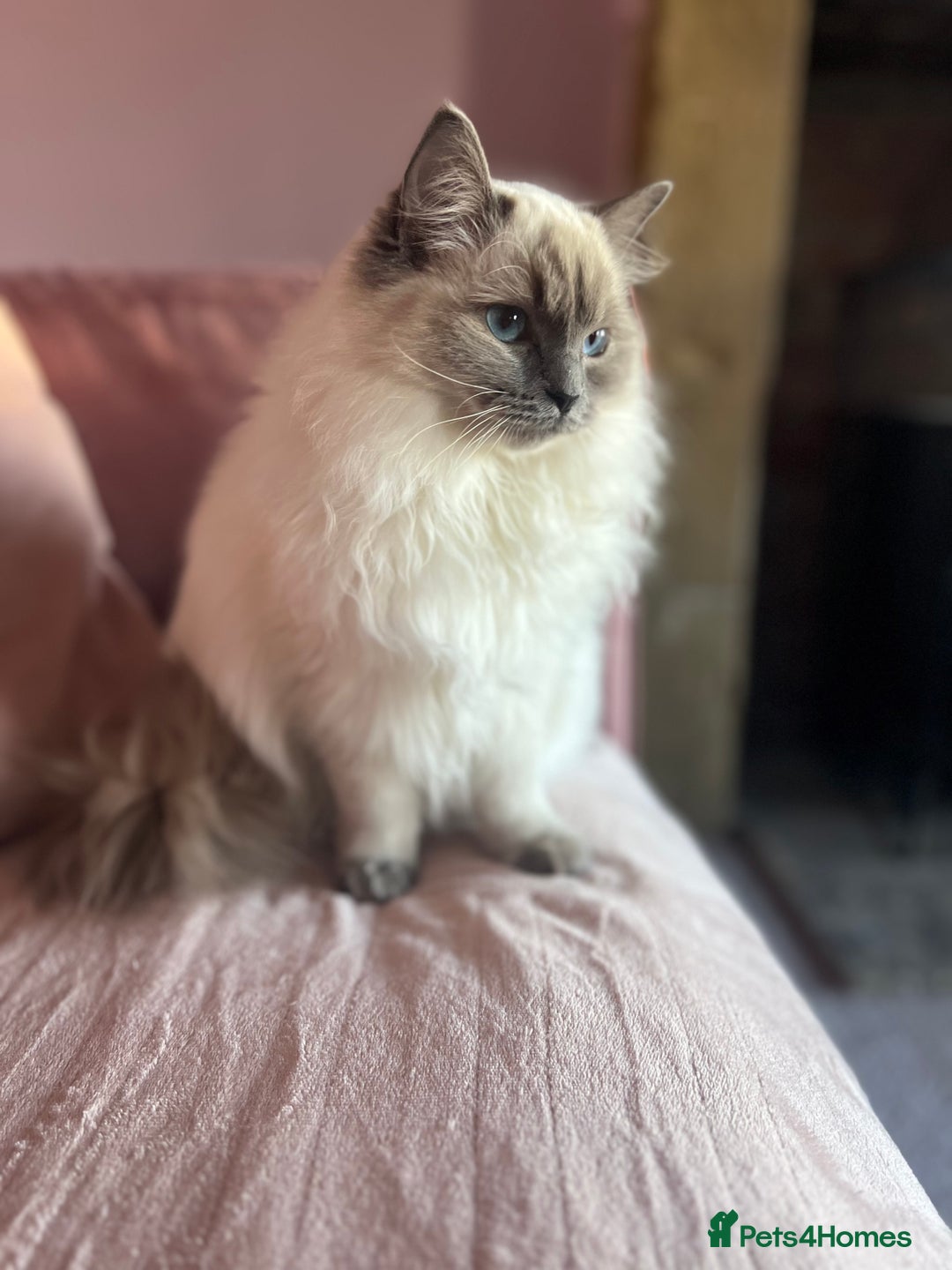 Ragdoll cats for sale: Looking for a 5 star home for my two ragdolls - Image 4