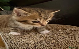 Mixed Breed cats for sale: 3 gorgeous boys mix breed - Image 16