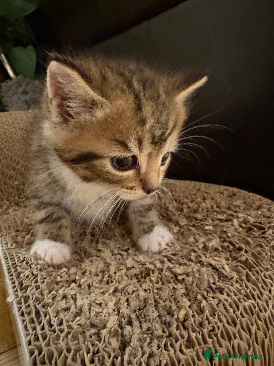Mixed Breed cats for sale: 3 gorgeous boys mix breed - Image 16