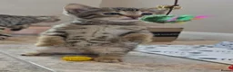 Bengal cats for sale: Male bengal kitten  - Advert 5