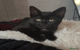 Domestic Shorthair cats for sale: Domestic short haired kittens for sale  - Image 9