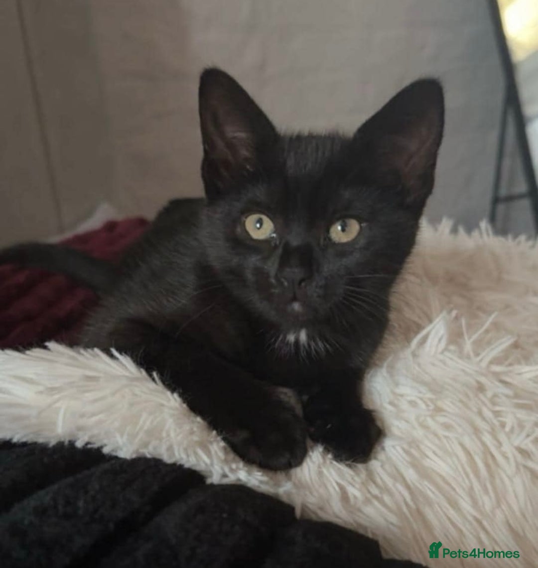 Domestic Shorthair cats for sale: Domestic short haired kittens for sale  - Image 9