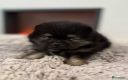 Pomeranian dogs for sale: KC Black&Tan Pom puppies stunning 🤩 🧡🖤 - Image 20