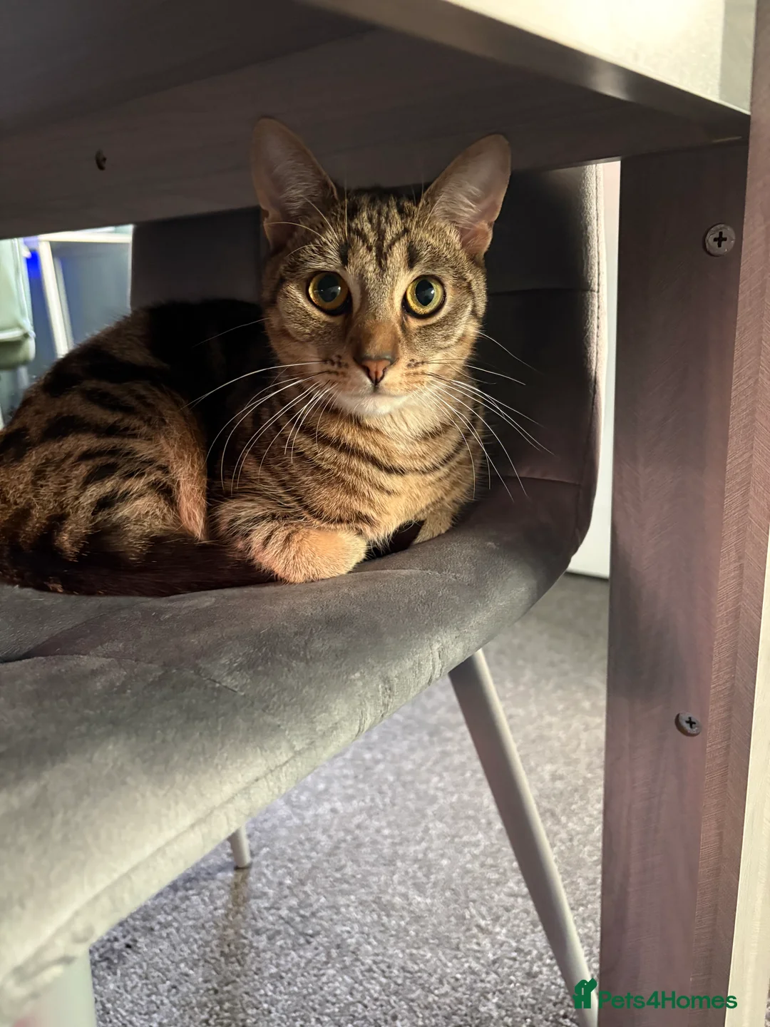 Mixed Breed cats for sale: Max - aged 9 months  - Advert 2