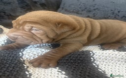 Shar Pei dogs for sale: 3 Shar Pei boys - Image 4