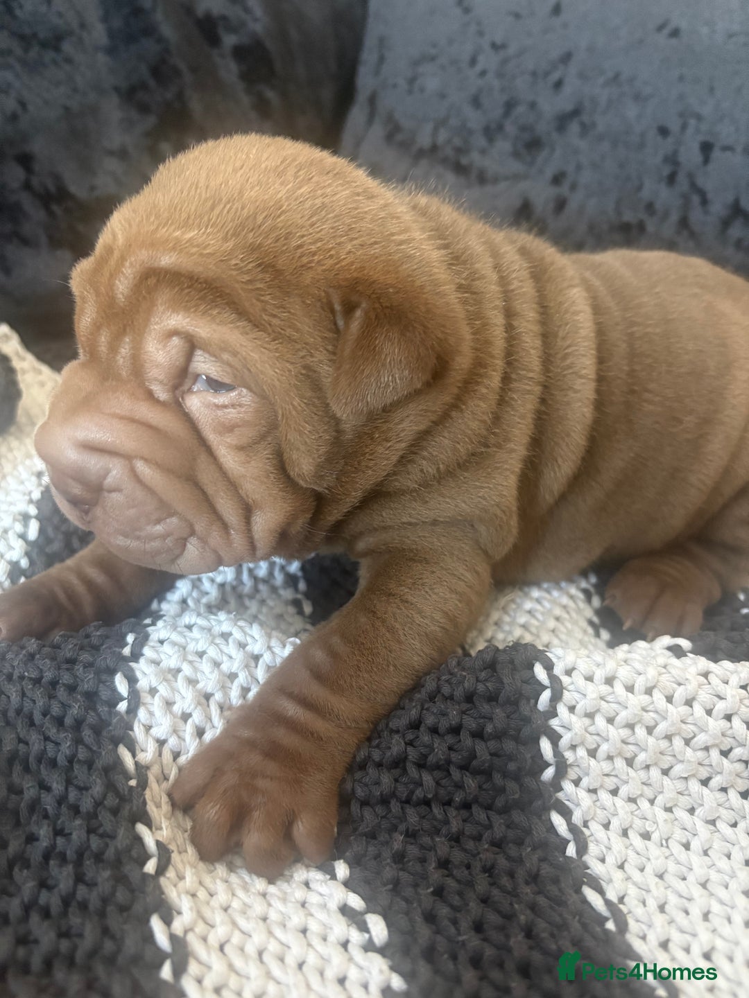 Shar Pei dogs for sale: 3 Shar Pei boys - Image 4