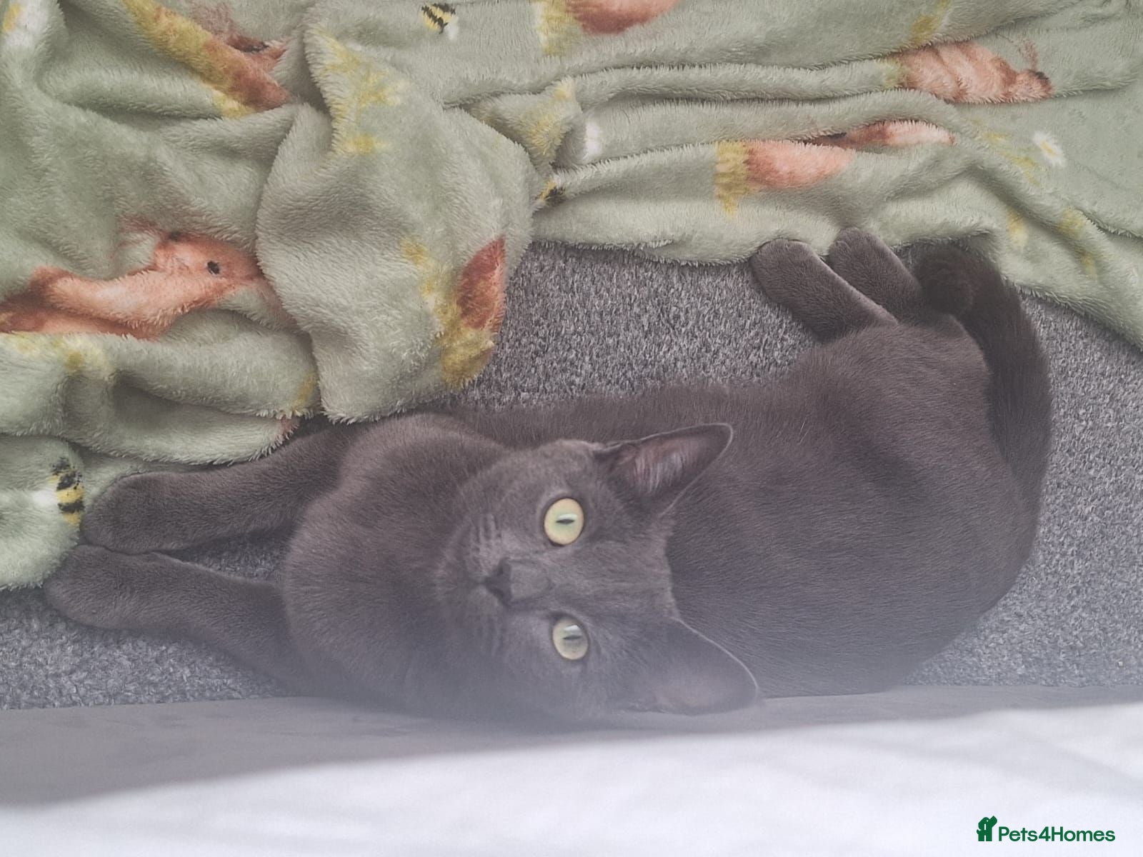 Russian Blue cats 3 Beautiful kittens ready to go - Advert 12