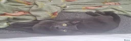 Russian Blue cats for sale: 3 Beautiful kittens ready to go in Lowestoft - Advert 1