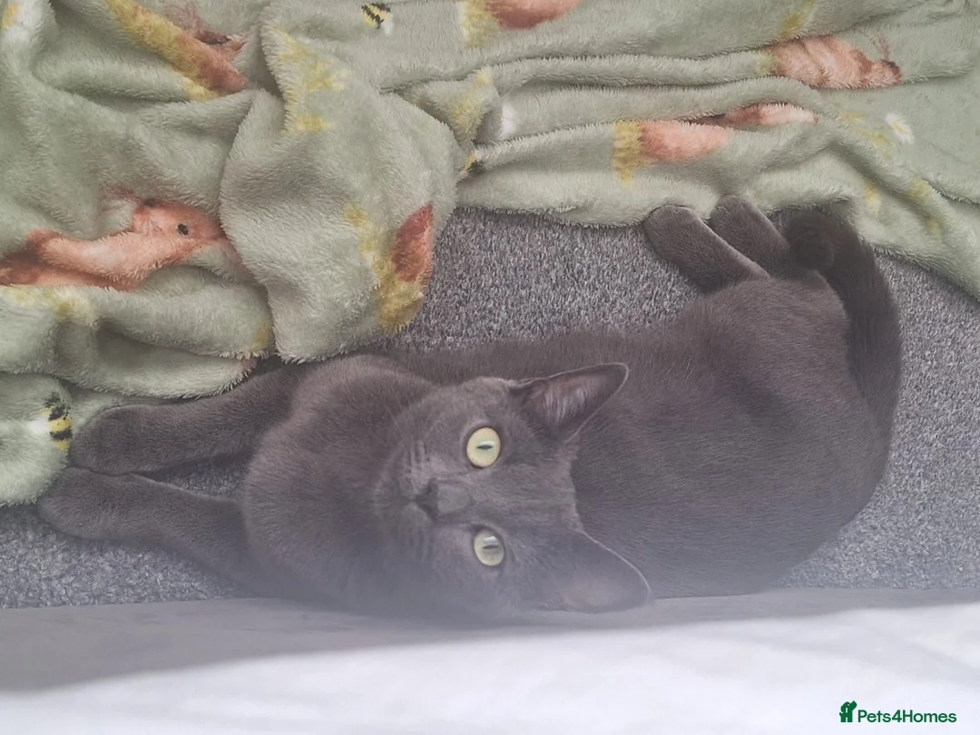 Russian Blue cats for sale: 3 Beautiful kittens ready to go in Lowestoft - Advert 1