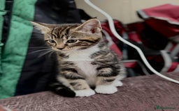 Maine Coon cats for sale: Beautiful Maine Coon Mix  - Image 9