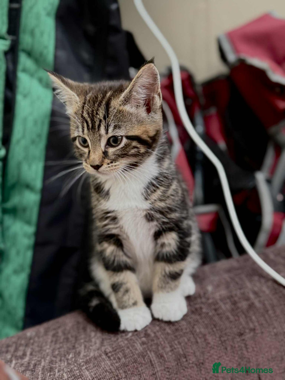 Maine Coon cats for sale: Beautiful Maine Coon Mix  - Image 9