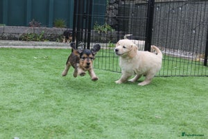 Golden Retriever dogs - Advert 3
