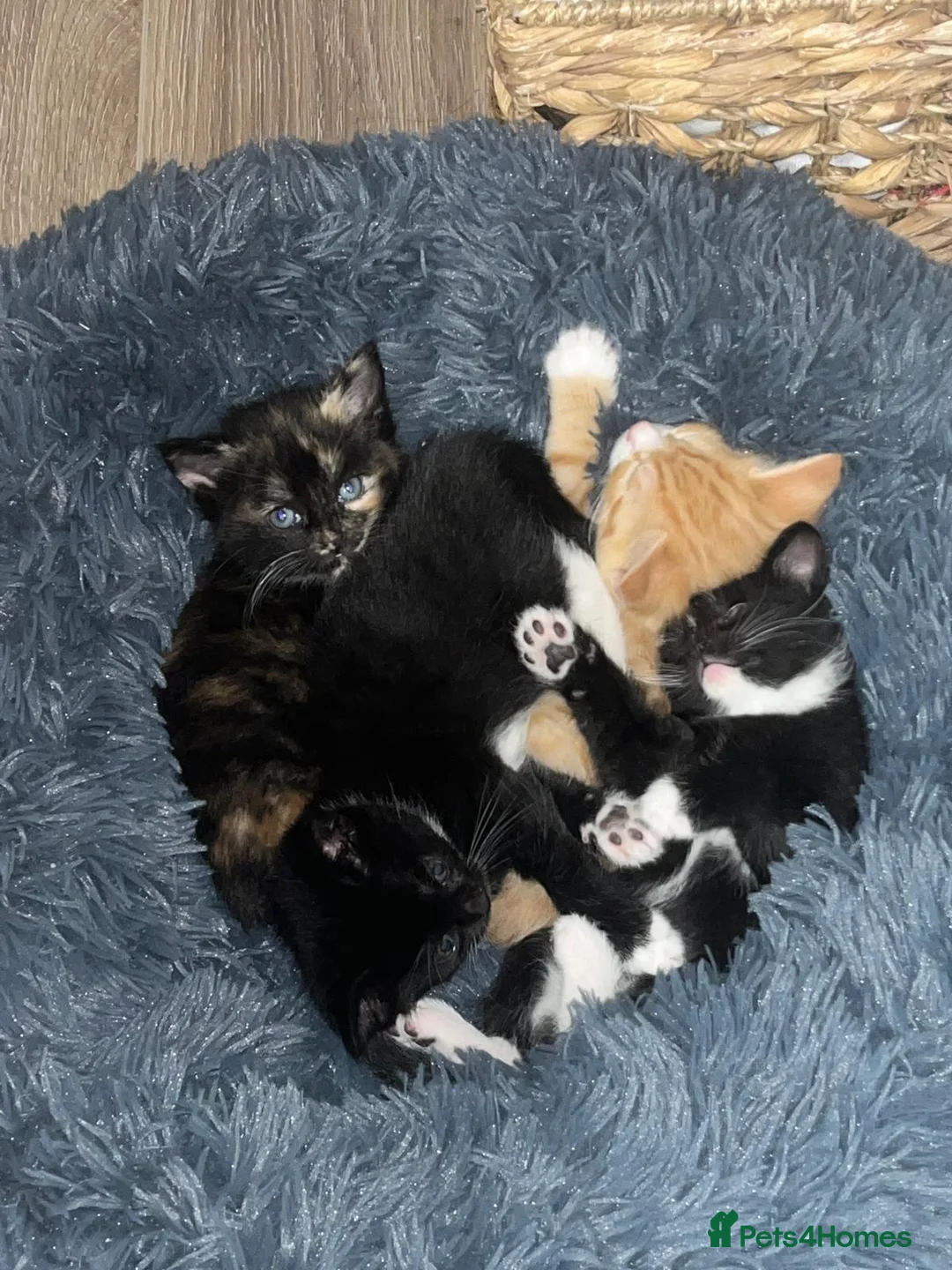 Mixed Breed cats for sale: Adorable Kittens (tri colour/ginger/tuxedo) Ready in Sheffield - Advert 15
