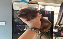 Miniature Dachshund dogs for sale: Beautiful miniature dachshunds  - Image 17