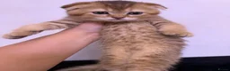 Scottish Fold cats for sale: The Stunning Scottish Fold kittens are ready - Advert 12