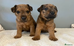 Lakeland Terrier dogs for sale: 5 Gorgeous Lakeland Terriers  - Image 3