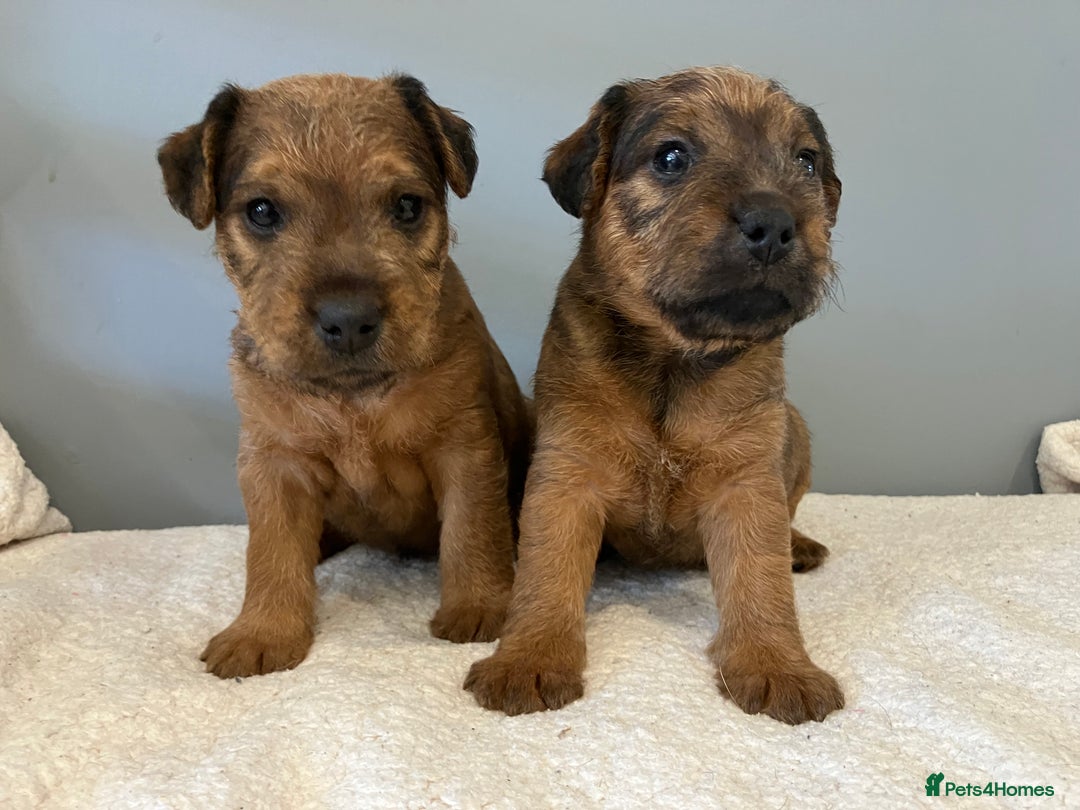 Lakeland Terrier dogs for sale: 5 Gorgeous Lakeland Terriers  - Image 3