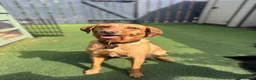 Labrador Retriever dogs for sale: New Home Needed ASAP in Barnard Castle - Advert 2
