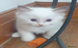 Ragdoll cats for sale: GCCF Chocolate Point with White Bi-color Kittens - Image 24