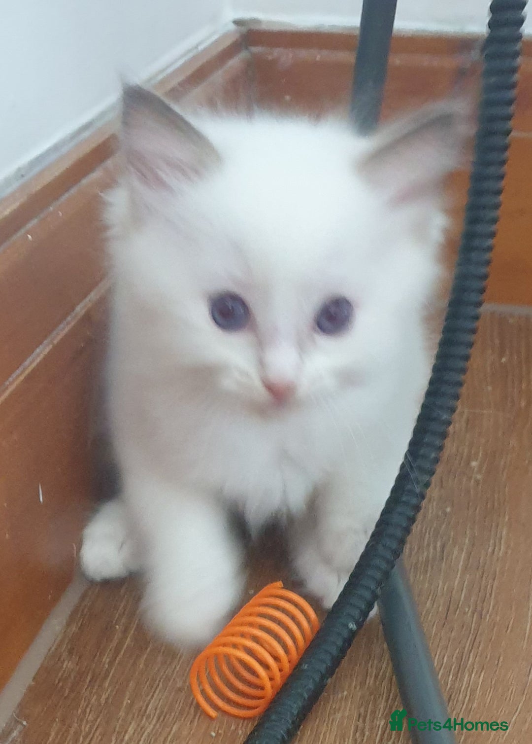 Ragdoll cats for sale: GCCF Chocolate Point with White Bi-color Kittens - Image 24