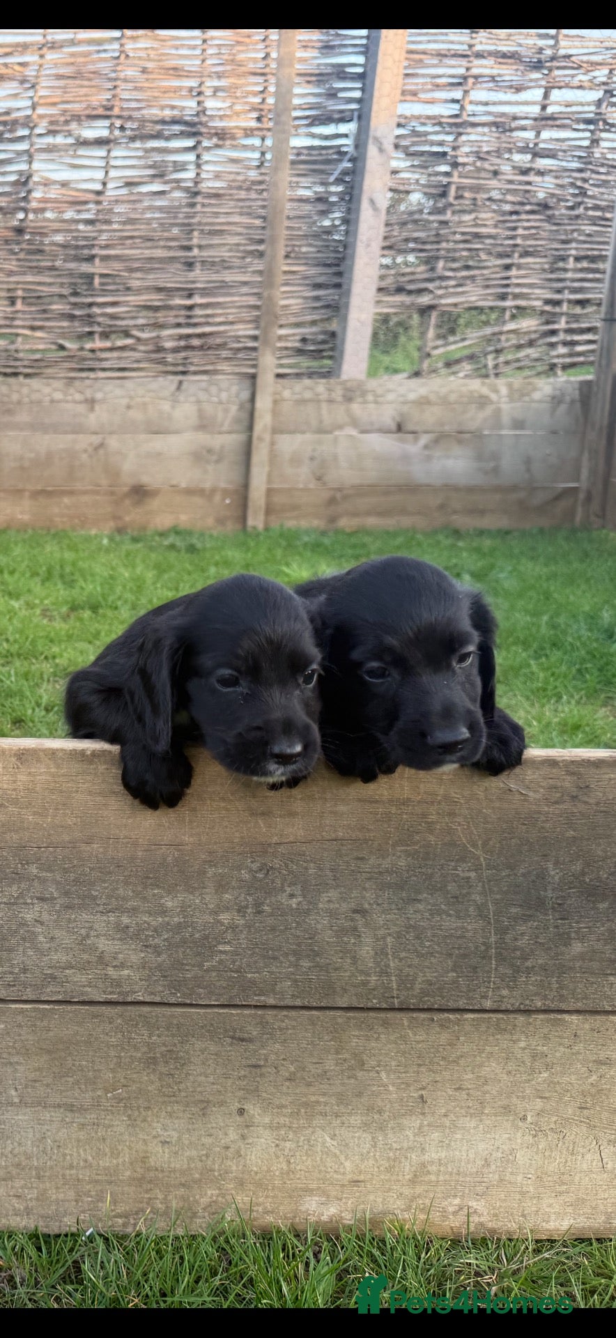 Cocker Spaniel dogs Game Keeper Bred KC Working Cocker Spaniel Puppies - Advert 13