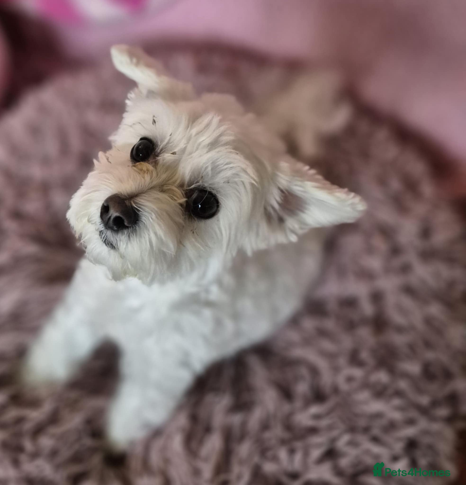 Maltipoo dogs Holly Ivy - In Ayr Looking for a home  - Advert 2