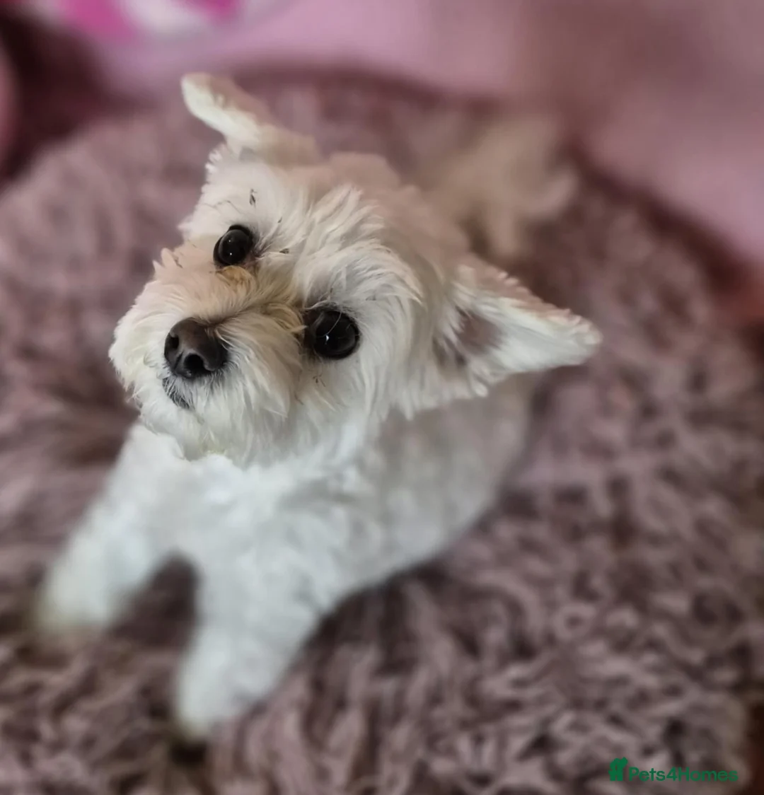 Maltipoo dogs for adoption: Holly Ivy - In Ayr Looking for a home  - Advert 1
