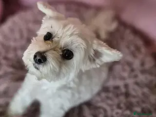 Maltipoo dogs Holly Ivy - In Ayr Looking for a home - Advert 2