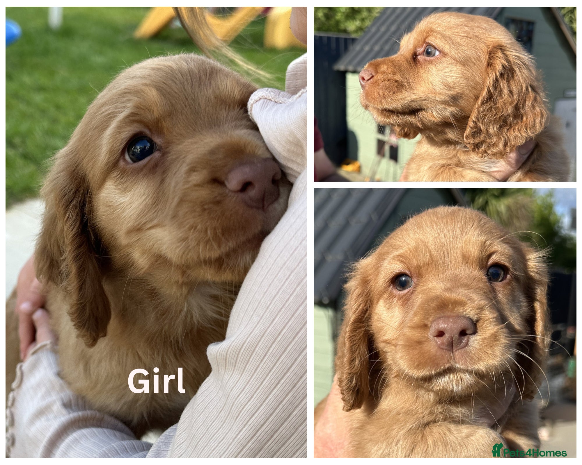 Cocker Spaniel dogs Working Cocker Spaniel Puppies - Advert 2