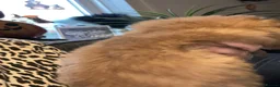 Pomchi dogs for sale: Teddy bear Pomeranian puppies - Advert 19