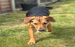 Mixed Breed dogs for adoption: LUNA - 9 months old, Adorable Girl Hound Mix Pup - Image 7