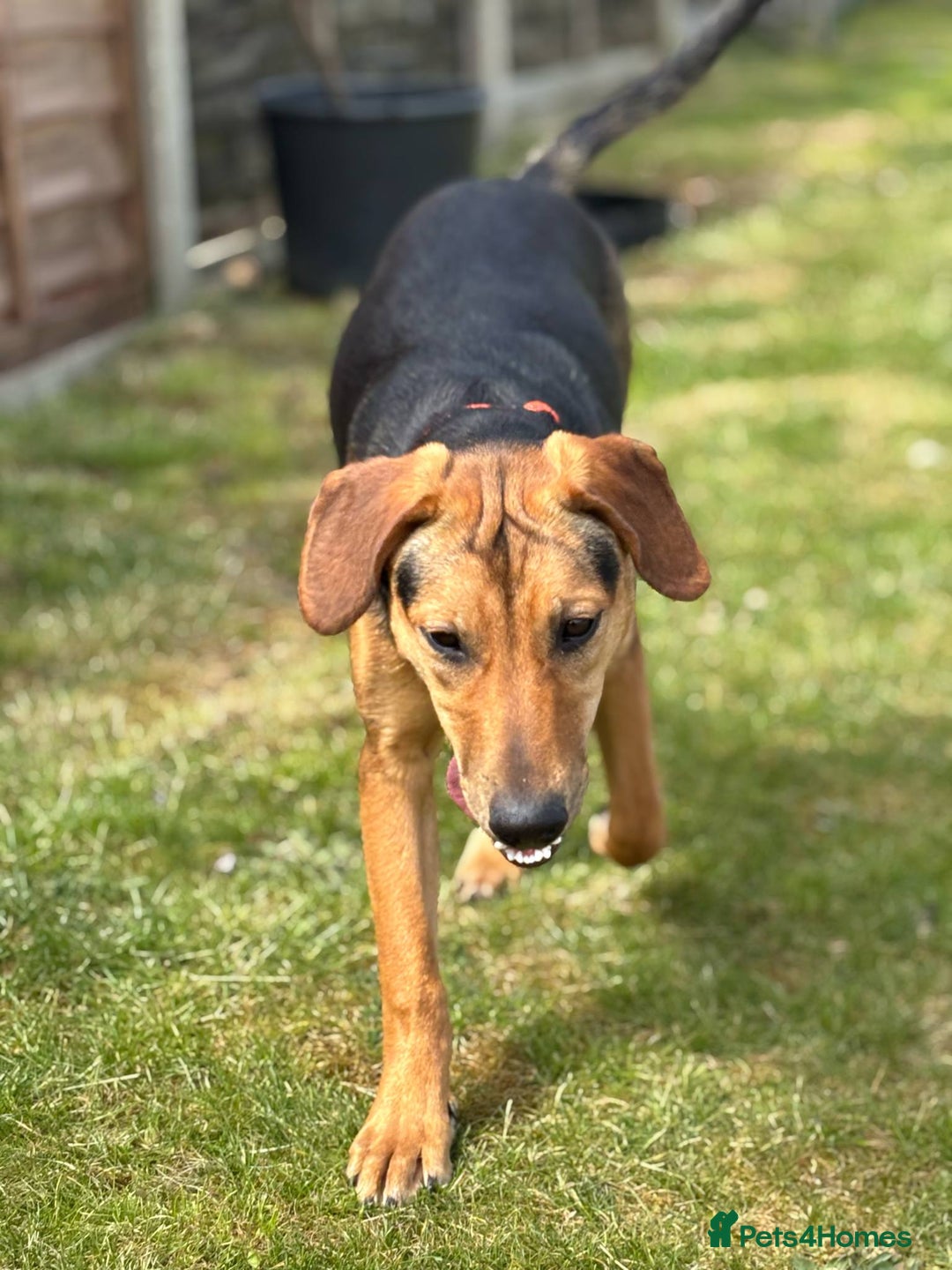 Mixed Breed dogs for adoption: LUNA - 9 months old, Adorable Girl Hound Mix Pup - Image 7