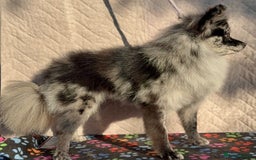 Pomeranian dogs for adoption: Smokey’s Story: From Suffering to Hope - Image 2
