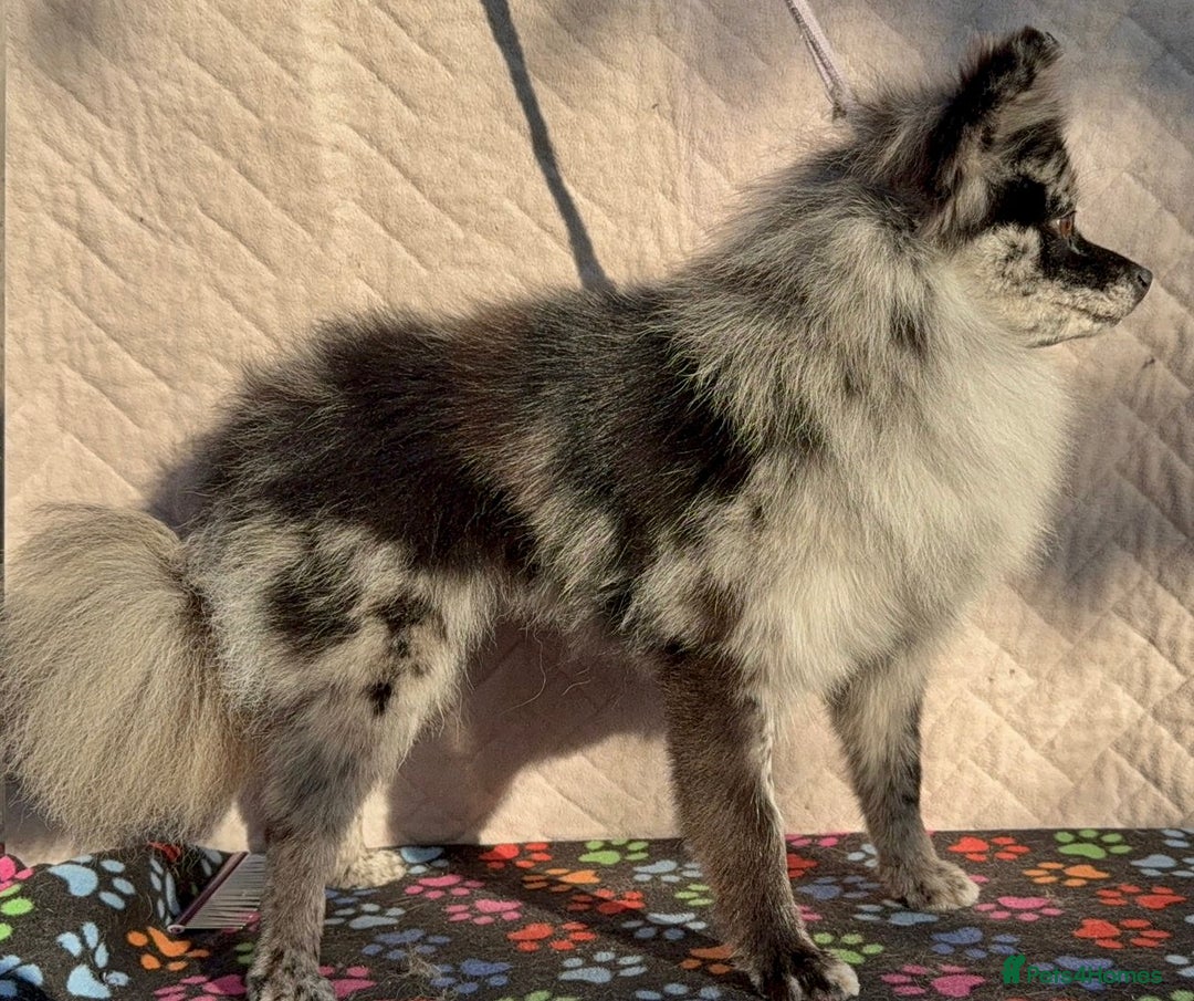 Pomeranian dogs for adoption: Smokey’s Story: From Suffering to Hope - Image 2