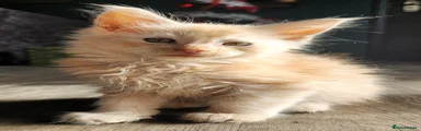 Astro