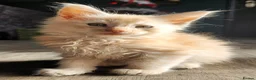 Maine Coon cats for sale: 6 Maine Coon kittens for sale  - Advert 10