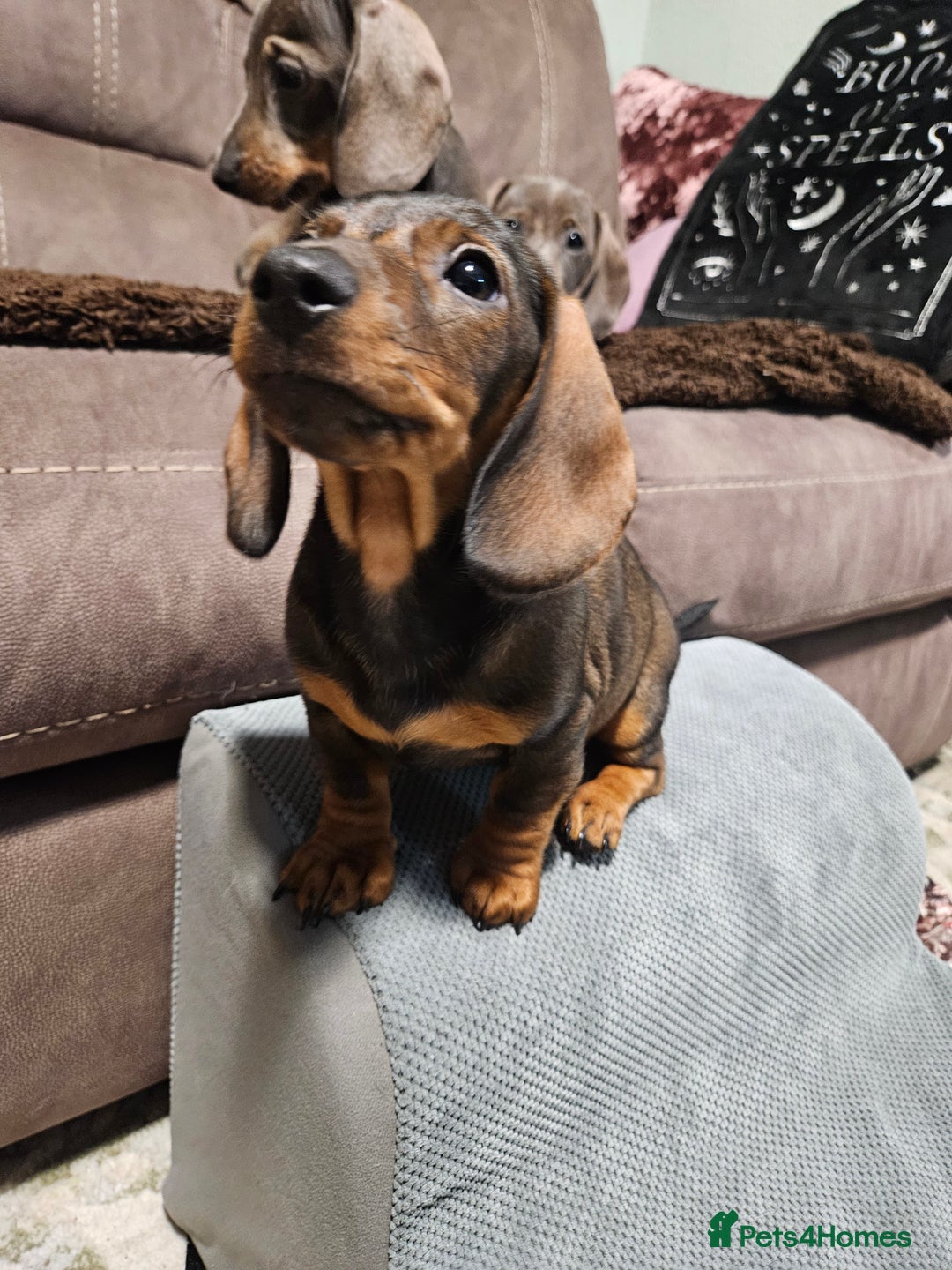 Dachshund dogs for sale: Girl pup for sale - last of her litter!  - Advert 5