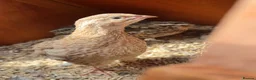Quail poultry for sale: Corturnix quail fertile eggs - Advert 4