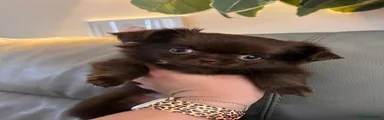 Tamara