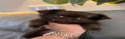 Chihuahua dogs for sale: READY NOW - Long coat chihuahua puppies - Advert 22