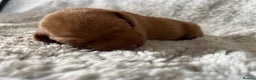 Hungarian Vizsla dogs for sale: 8 stunning Vizsla puppies  - Advert 13