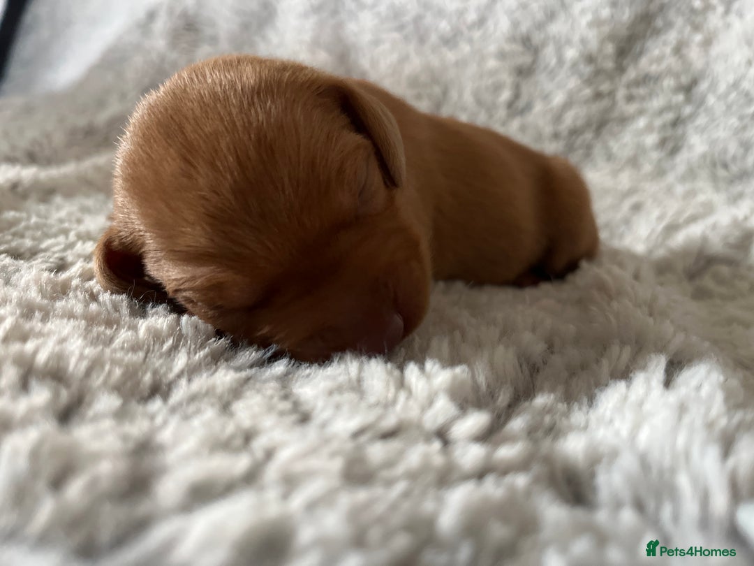 Hungarian Vizsla dogs for sale: 8 stunning Vizsla puppies  - Advert 13
