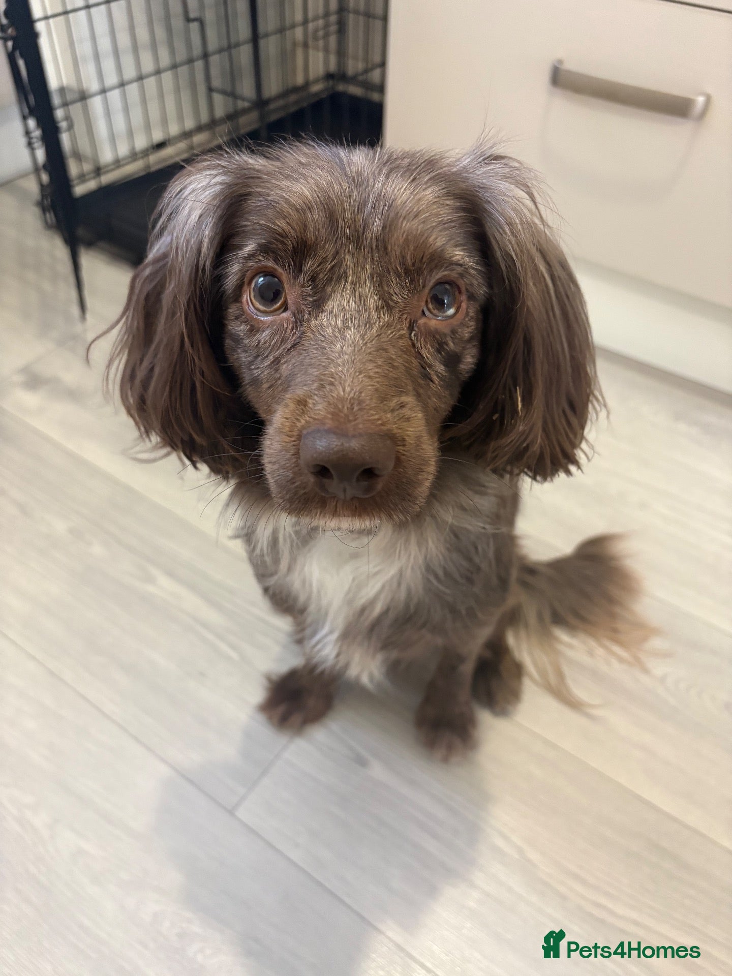 Cocker Spaniel dogs Dog for rehoming - Advert 4