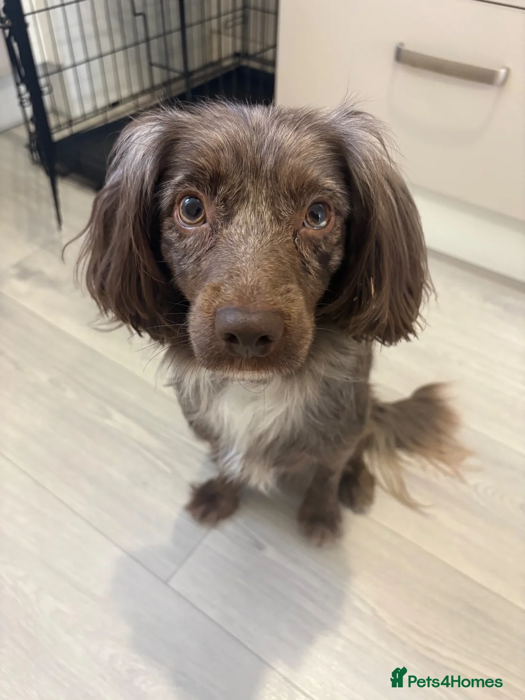 Cocker Spaniel dogs for sale: Dog for rehoming - Advert 1